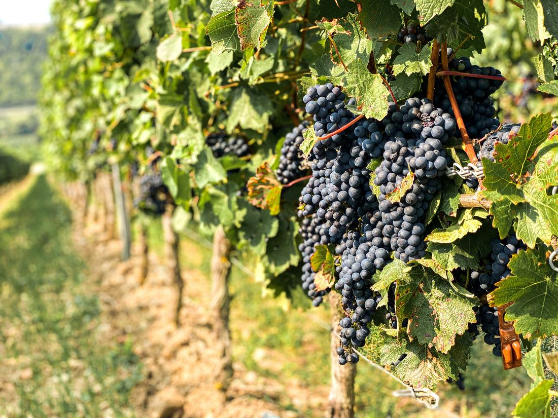 Racimos de uva en un viñedo de Mendoza