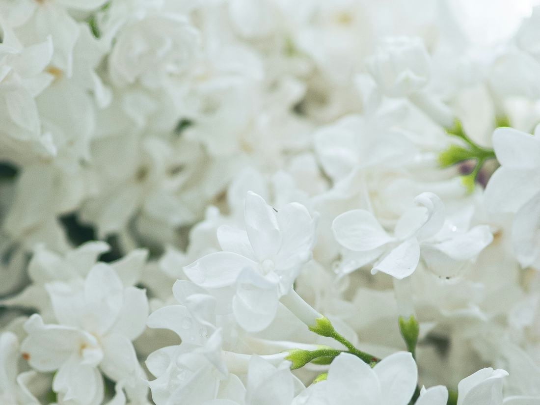 Flores blancas